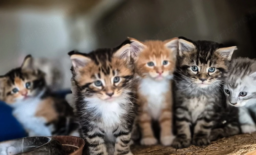 Maine coon cicák.