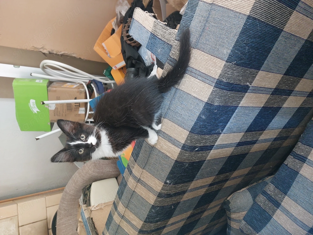 Ragdoll cica eladó Somogyban Kaposváron