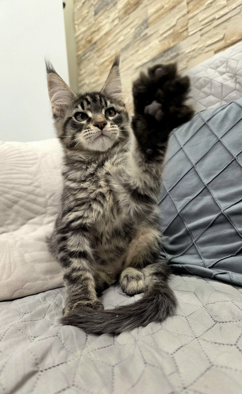 Maine Coon fajtatiszta kandúr kiscica