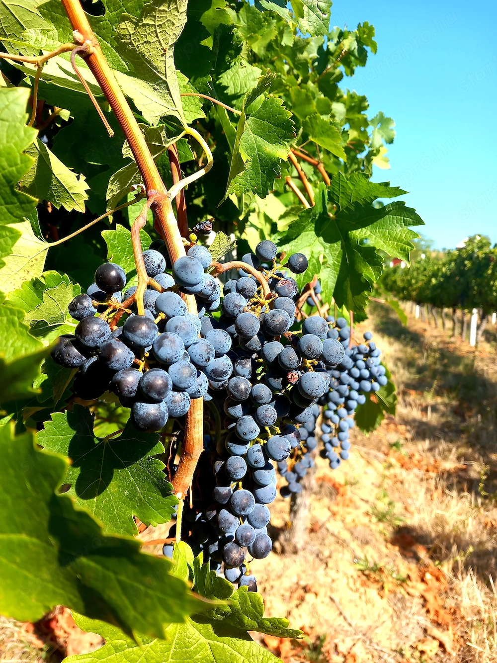 Merlot borszőlő eladó