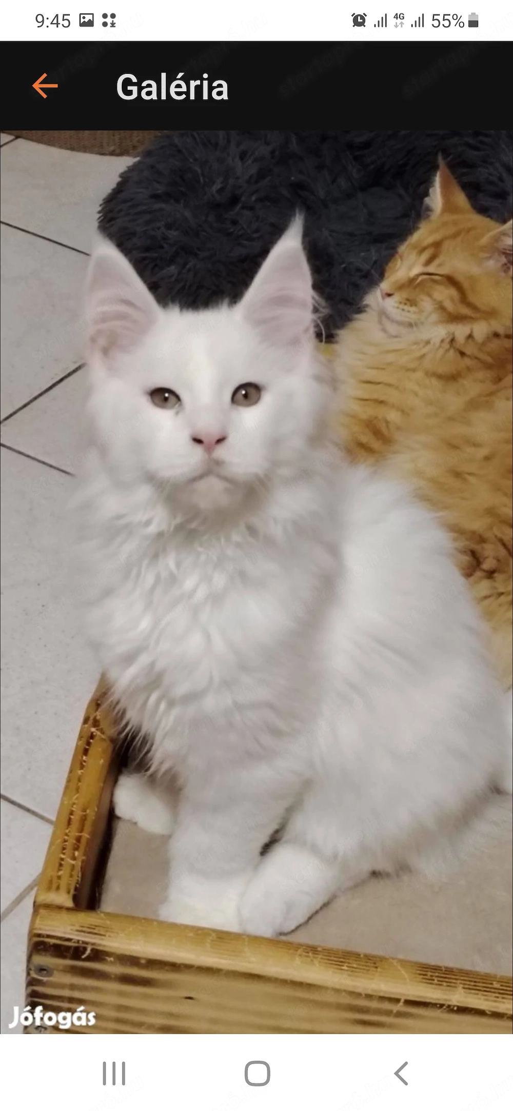 Eladó maine coon cica