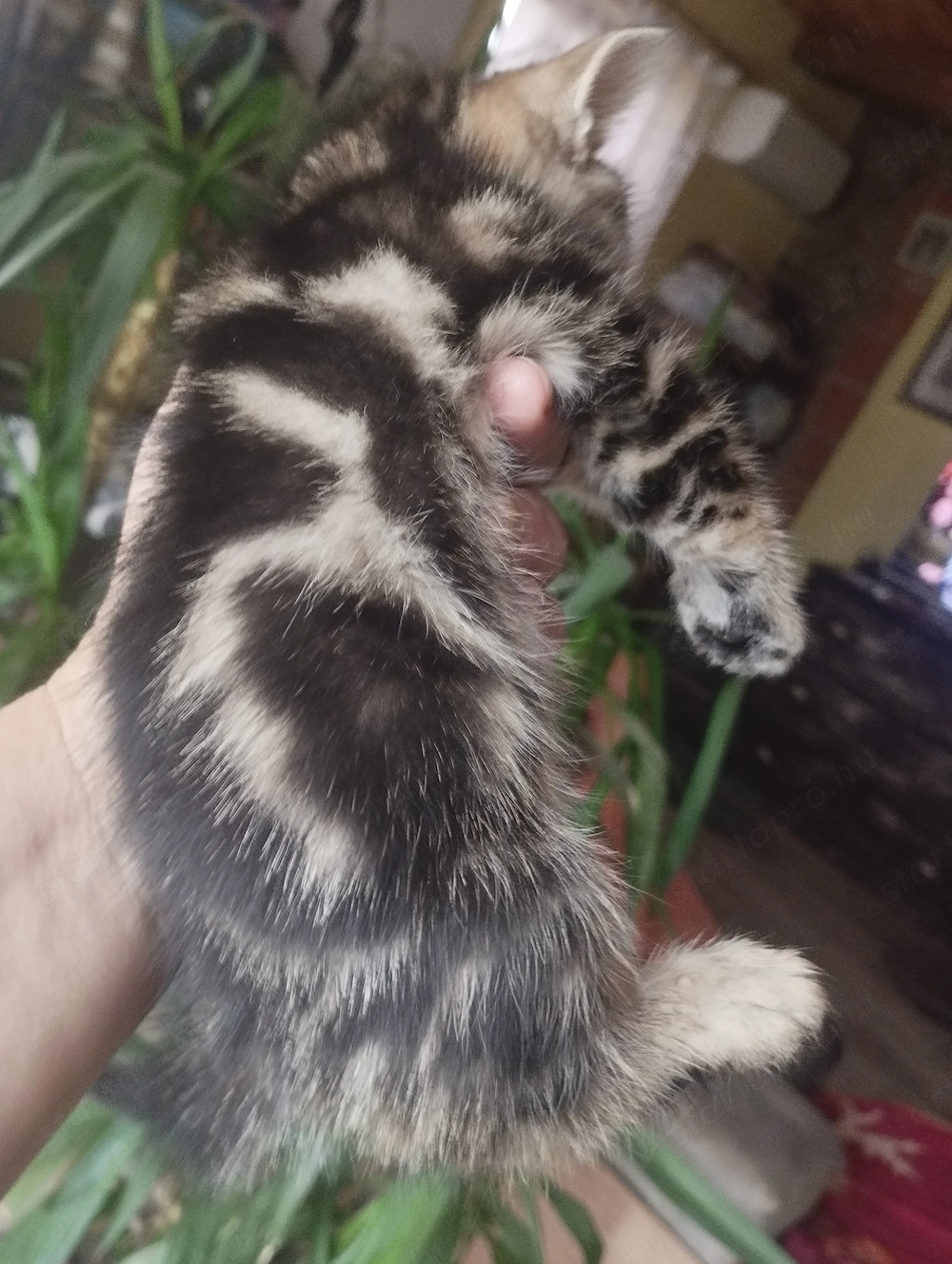 Brit cicusok