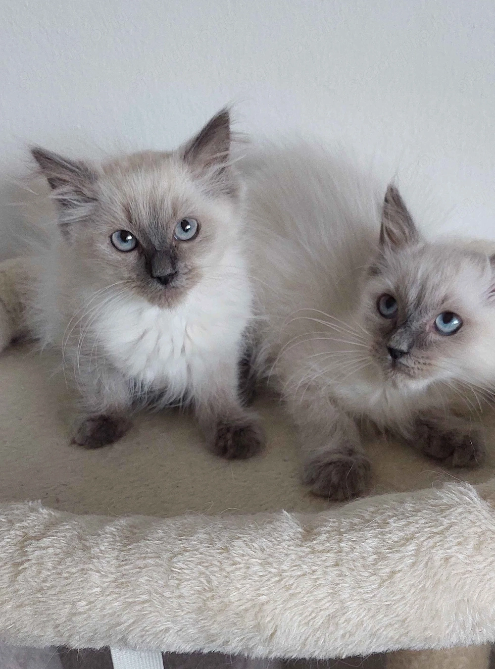 Ragdoll cica Blue Point