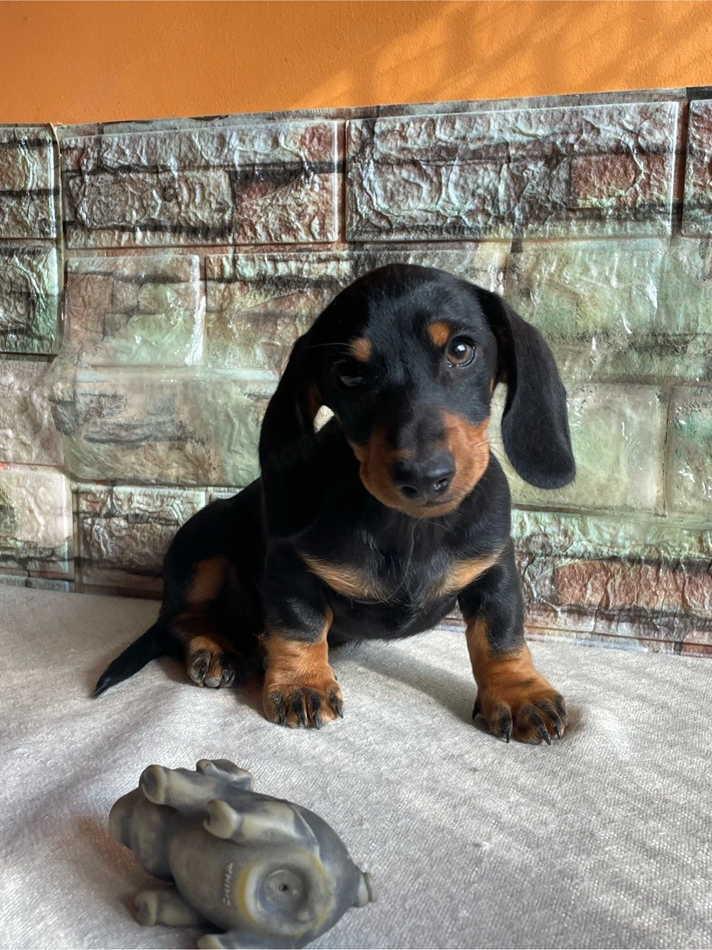 Törpe tacskó kan