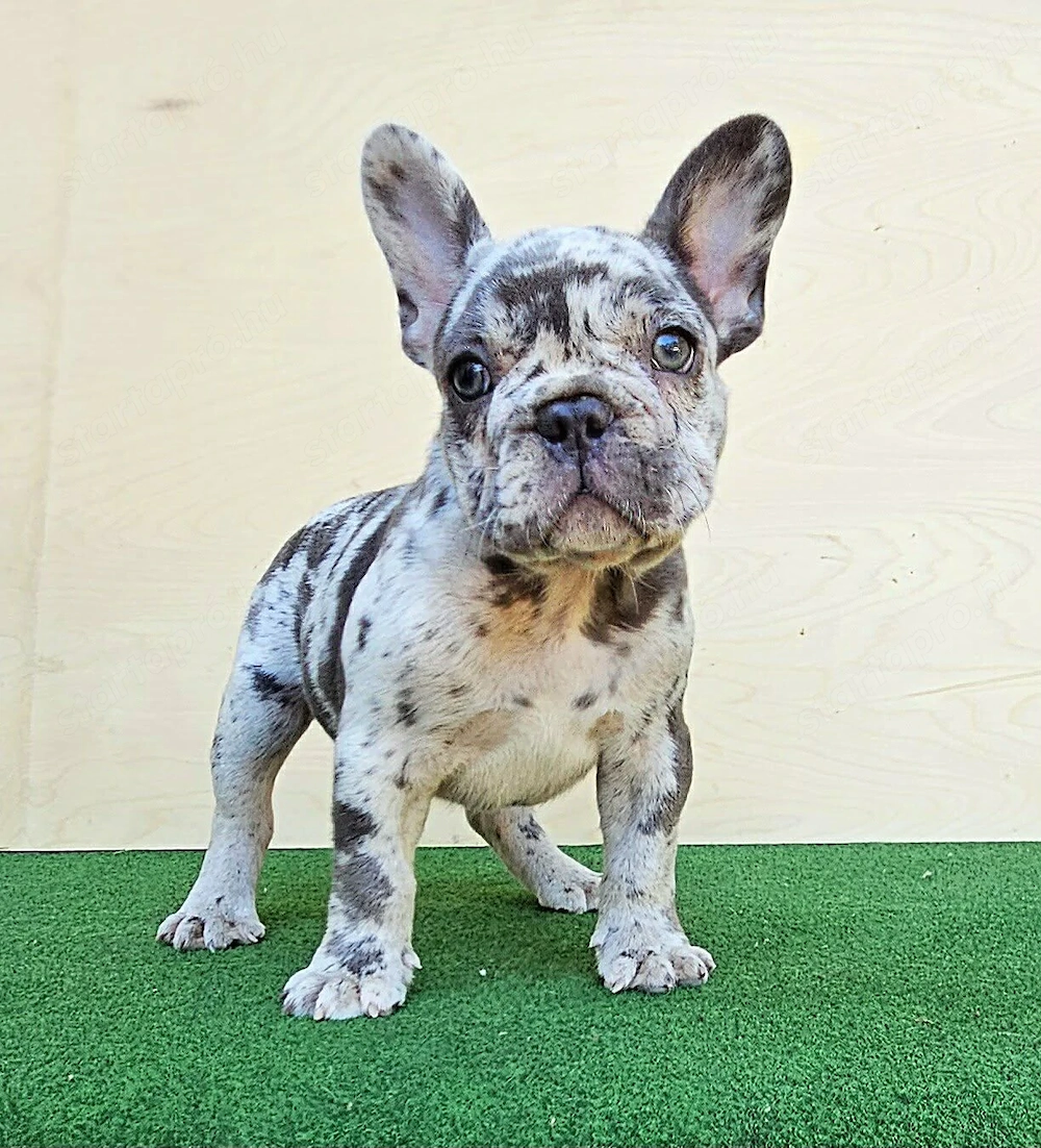 Francia bulldog kisfiú