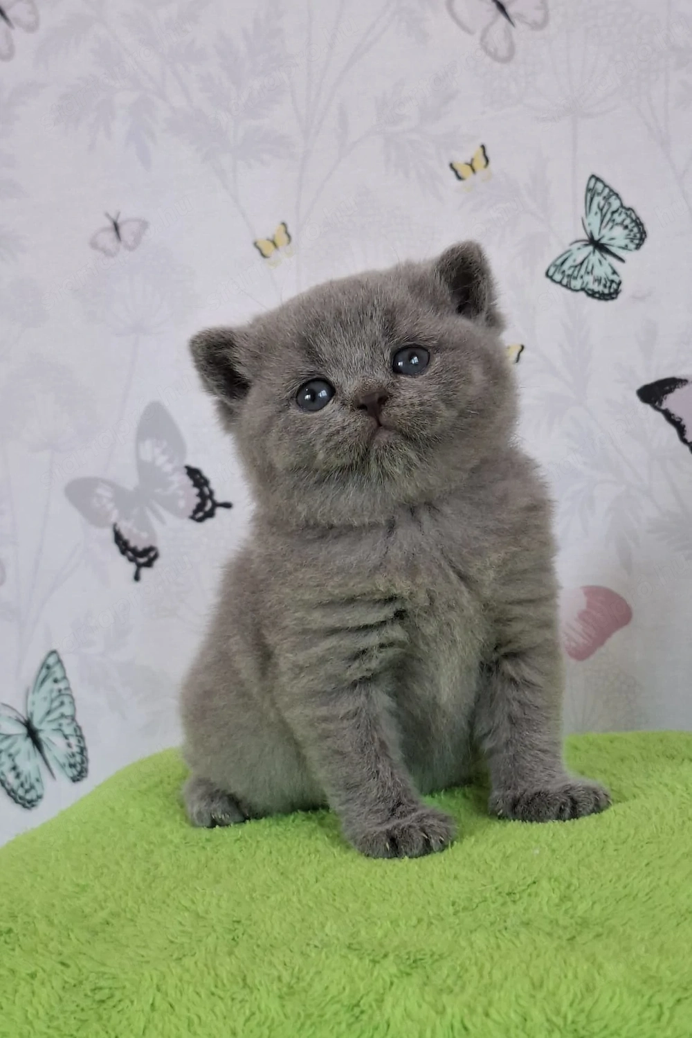 ritka szép brit rövidszőrű törzskönyvezett cica 