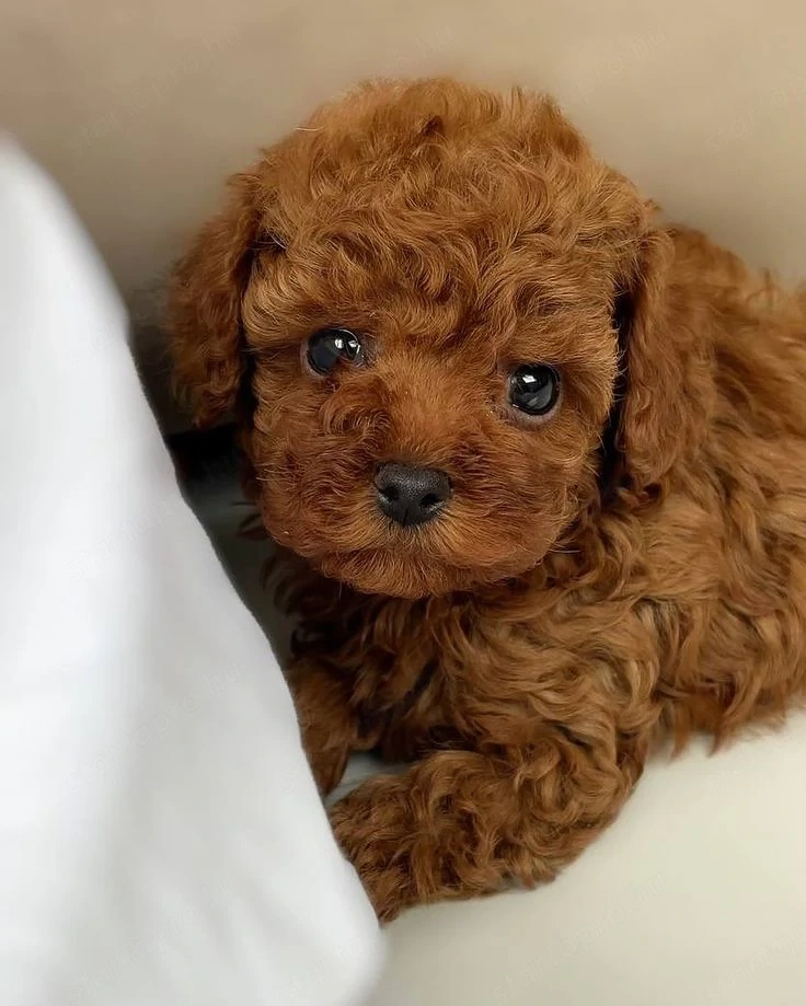 Maltipoo kölykök 
