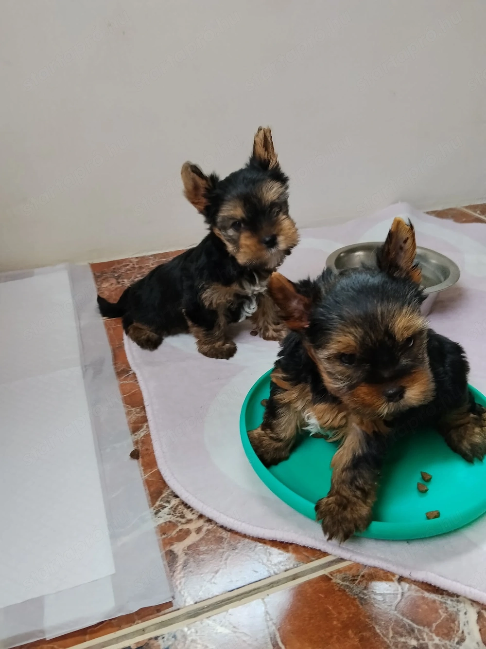 Yorkshire terrier kiskutyák