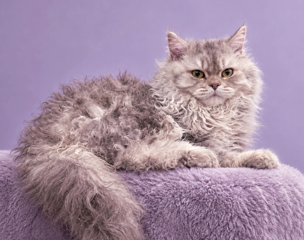 Göndör szőrű Selkirk Rex Longhair kislány cica eladó.