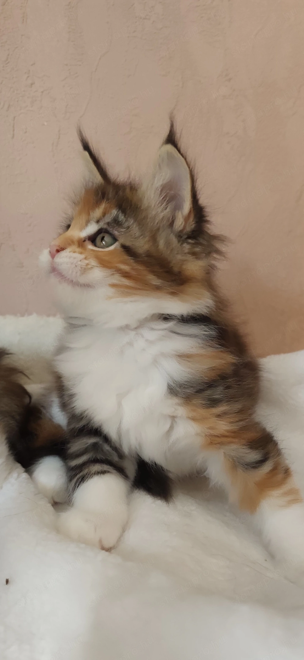 Maine coon kislány 