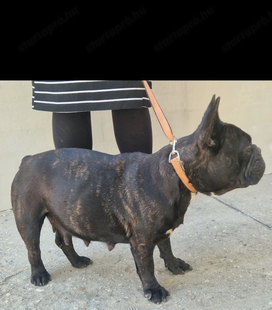 Hasas francia bulldog szuka