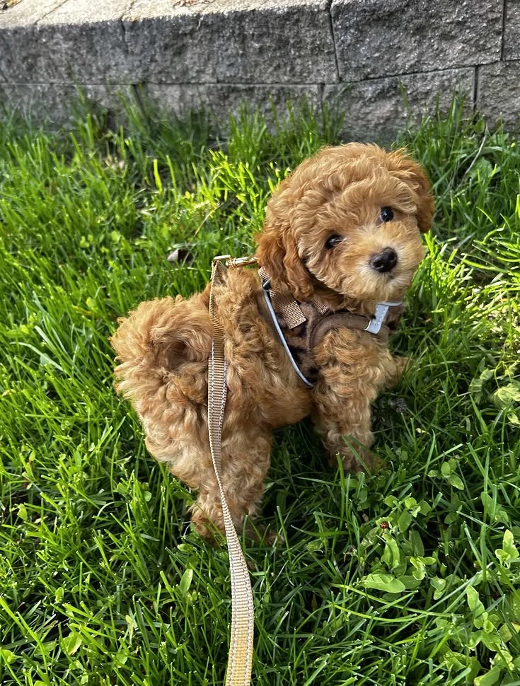 Maltipoo babák minik