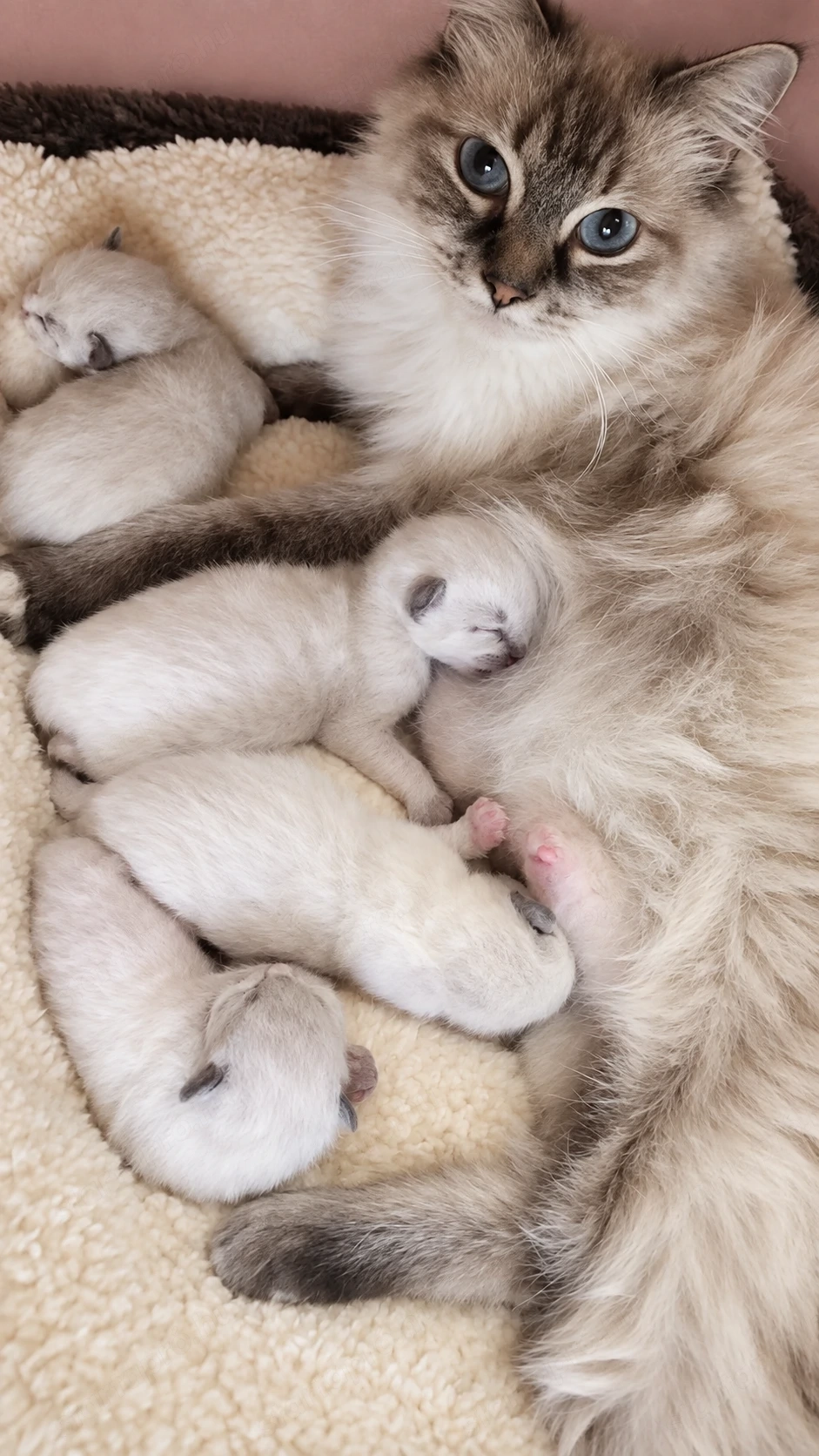 Foglalható Ragdoll kiscicák 