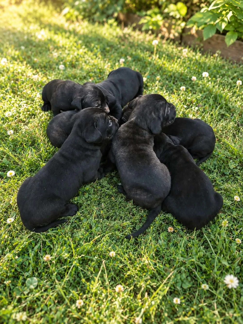 Eladó Cane Corso kiskutyák 