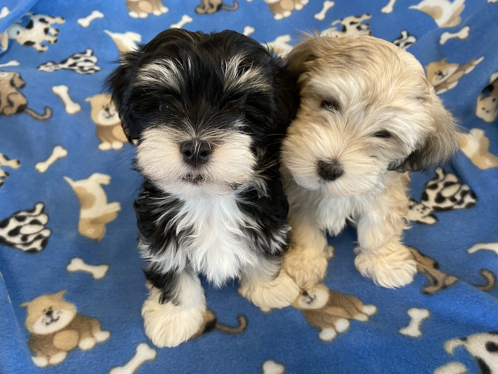 Bichon havanese kiskutyák 