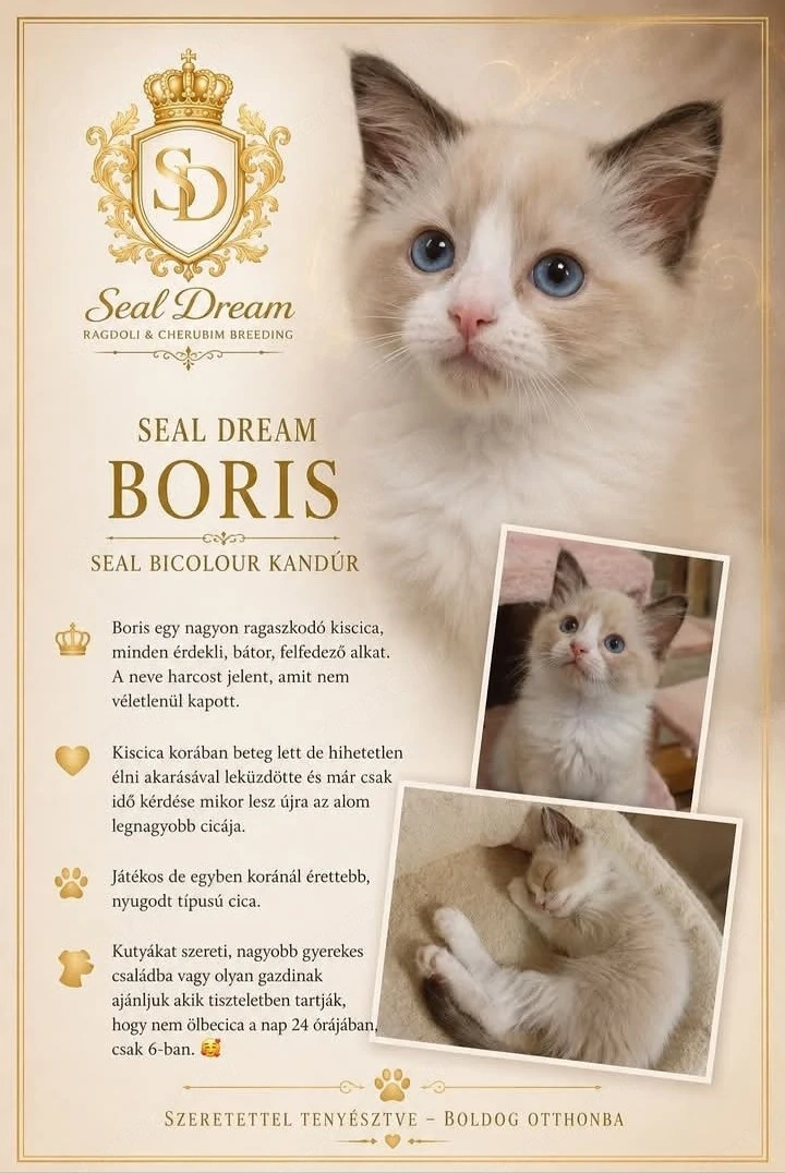 Törzskönyves Ragdoll növendék kandúrka 