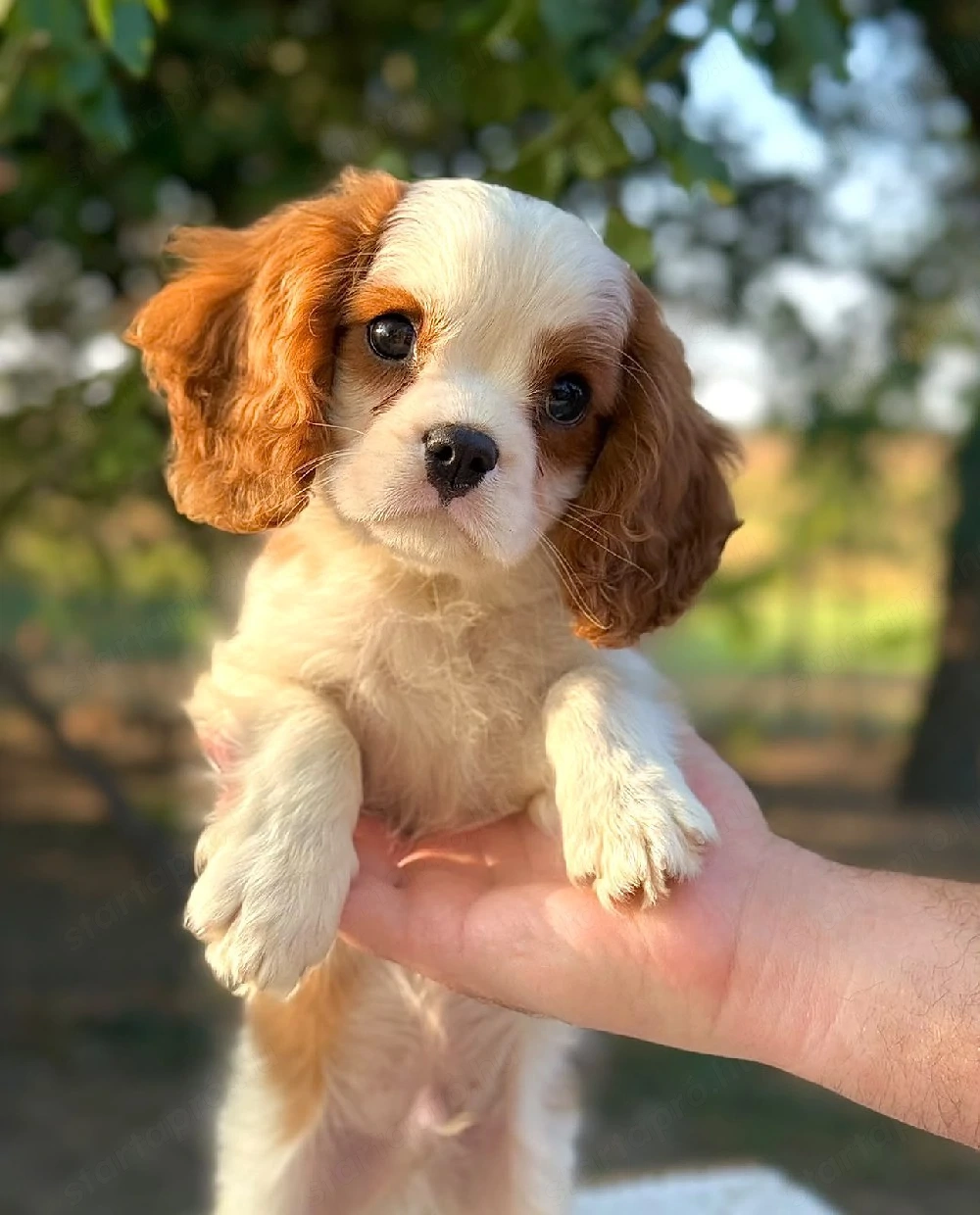 cavalier king charles kisfiú 