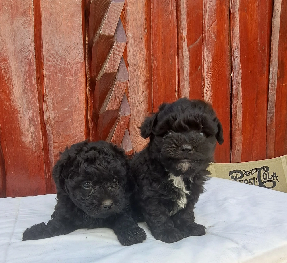 Bichone Havanese ezüst