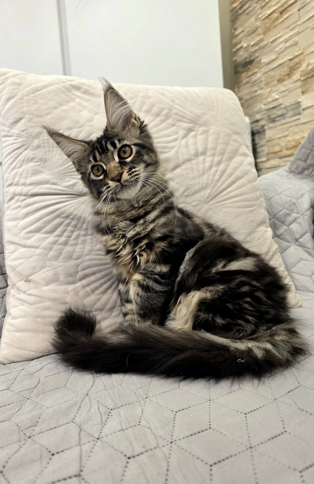 Magnolia Maine Coon kiscica 
