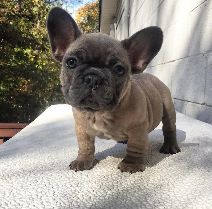 Francia bulldog kölykök 