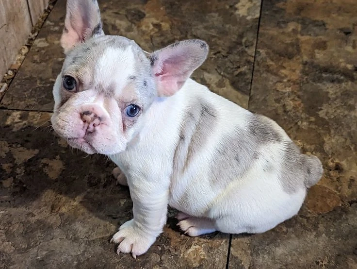 Francia bulldog kölykök 