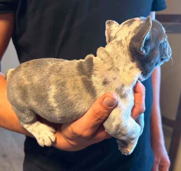 Minni francia bulldog szuka kiskutya 