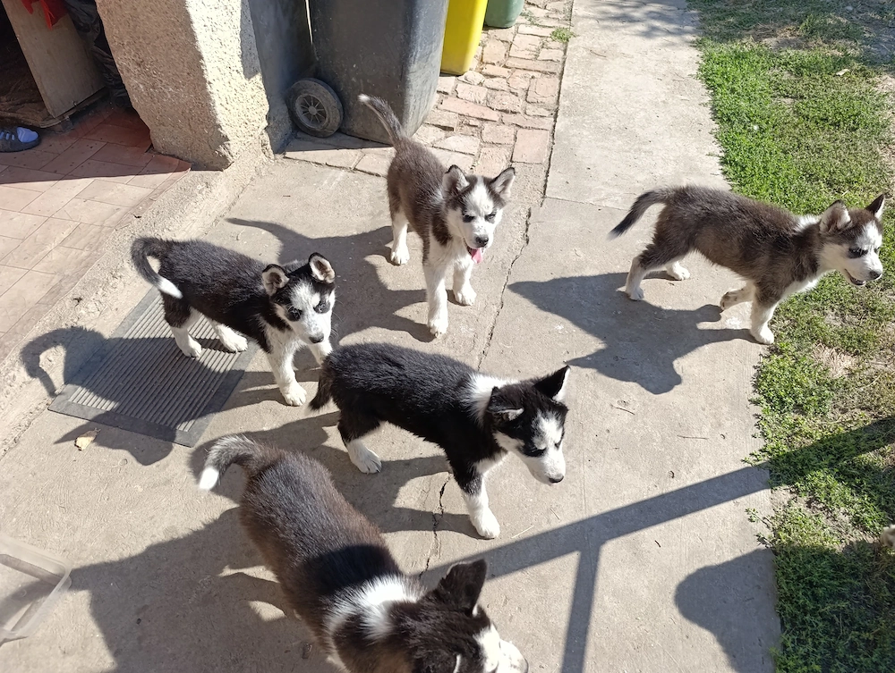 Kékszemű 9 hetes husky fajtiatiszta jellegű kutyusok eladóak