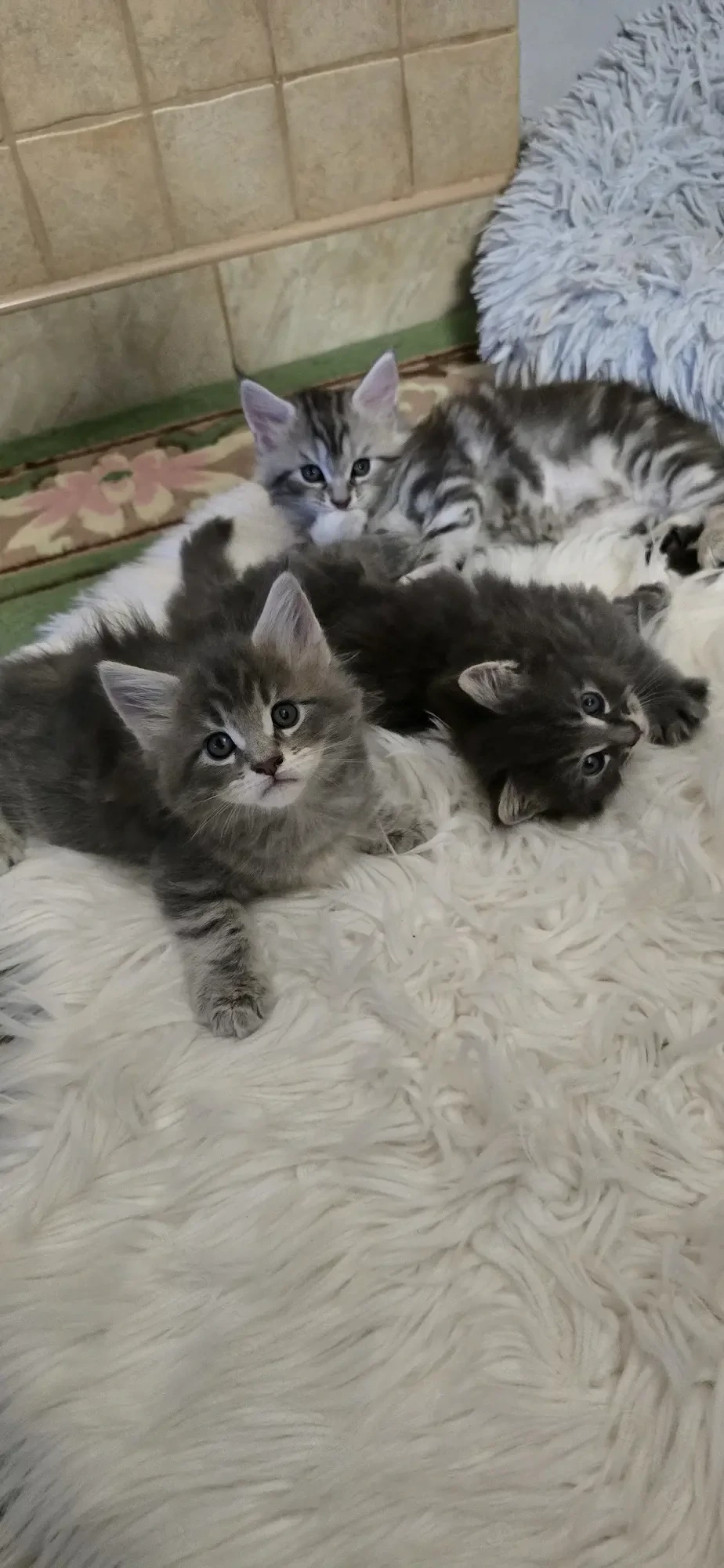 Maine Coon cicák otthont keresnek!!