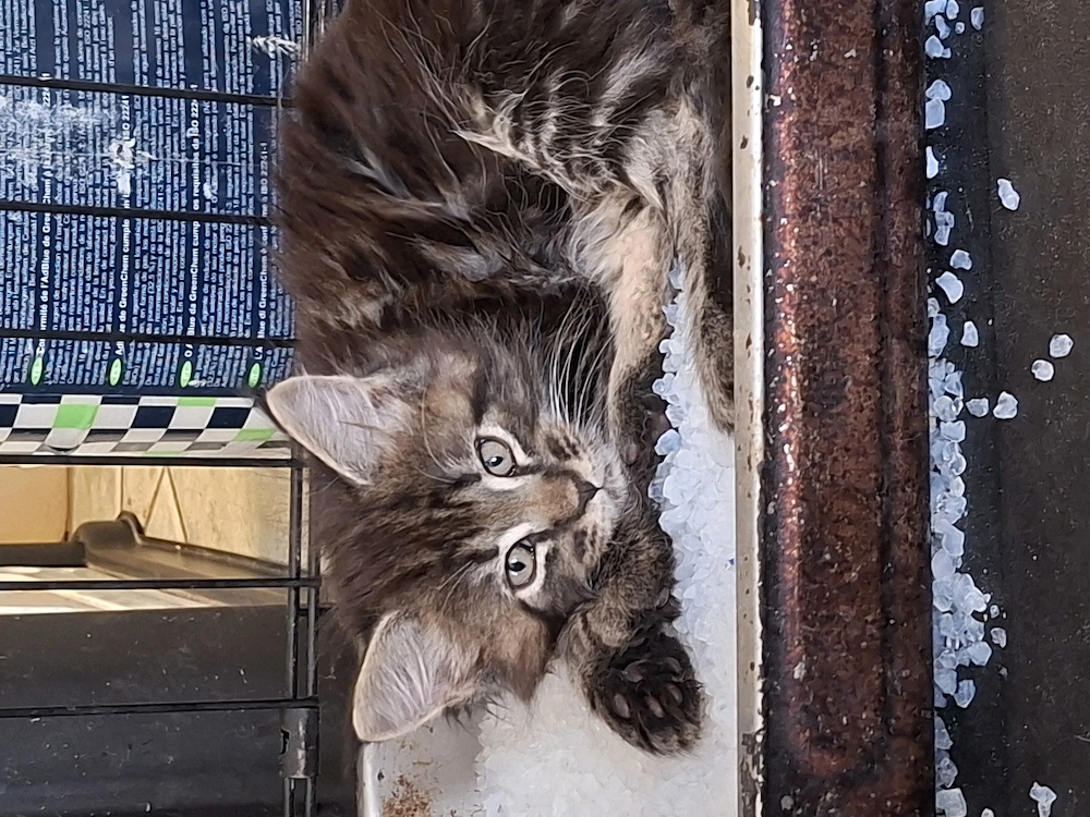Eladó Maine Coon cica