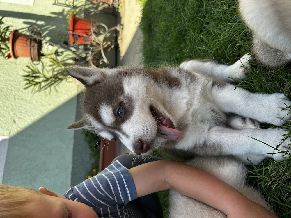 Kék szemű Szibériai husky