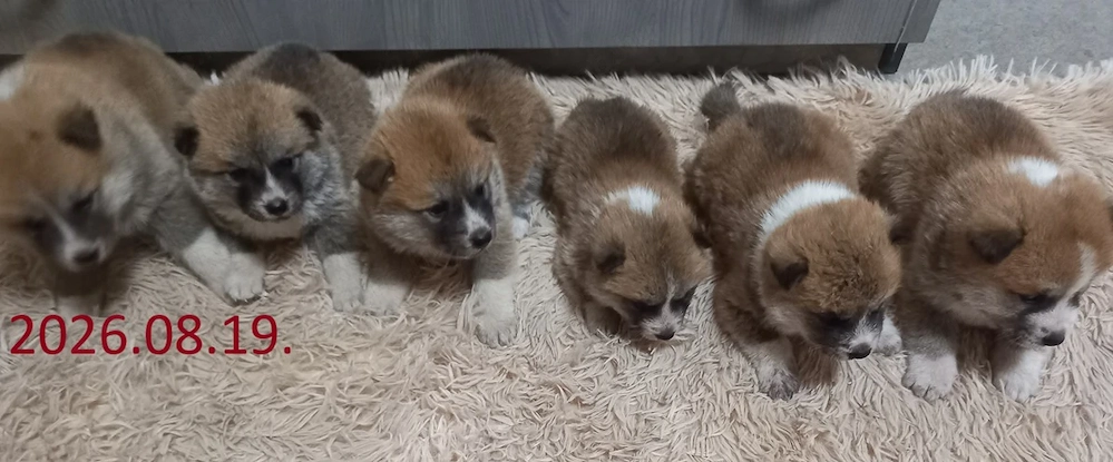 Japán Akita inu Kölyök kutya Eladó