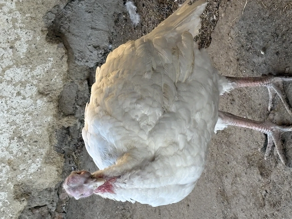 Eladó fehér pulyka jászapátin