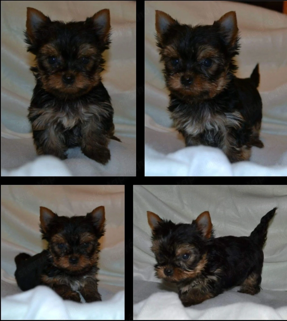 Mini yorkshrie terrier kan kölyök 