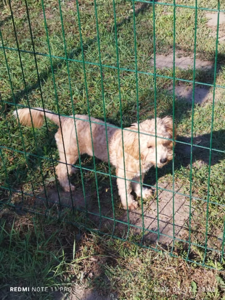 Maltipoo Törpe Növendék szuka eladó