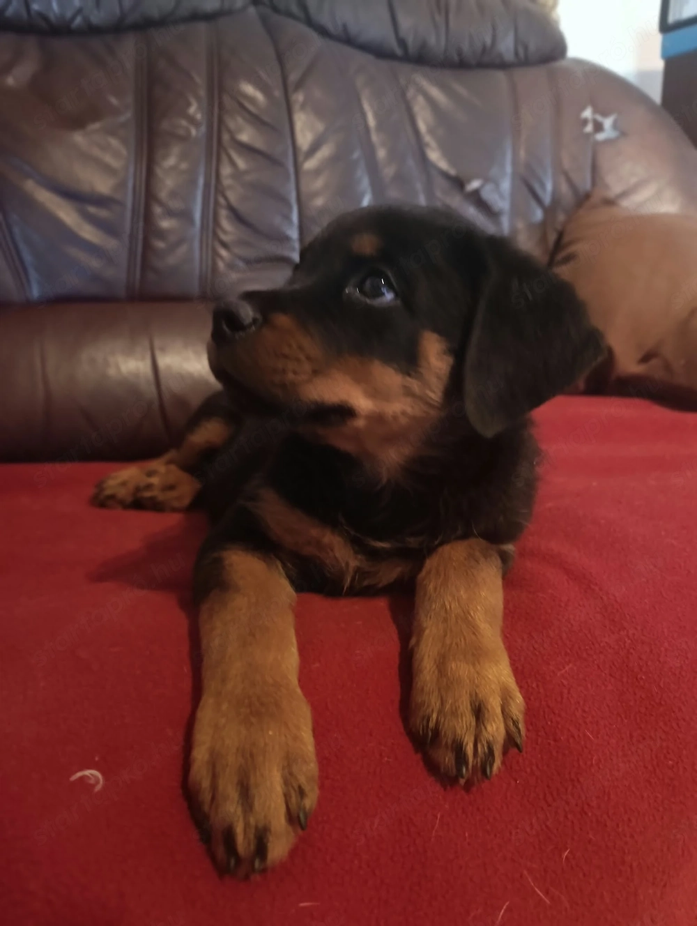 Rottweiler kan kiskutya