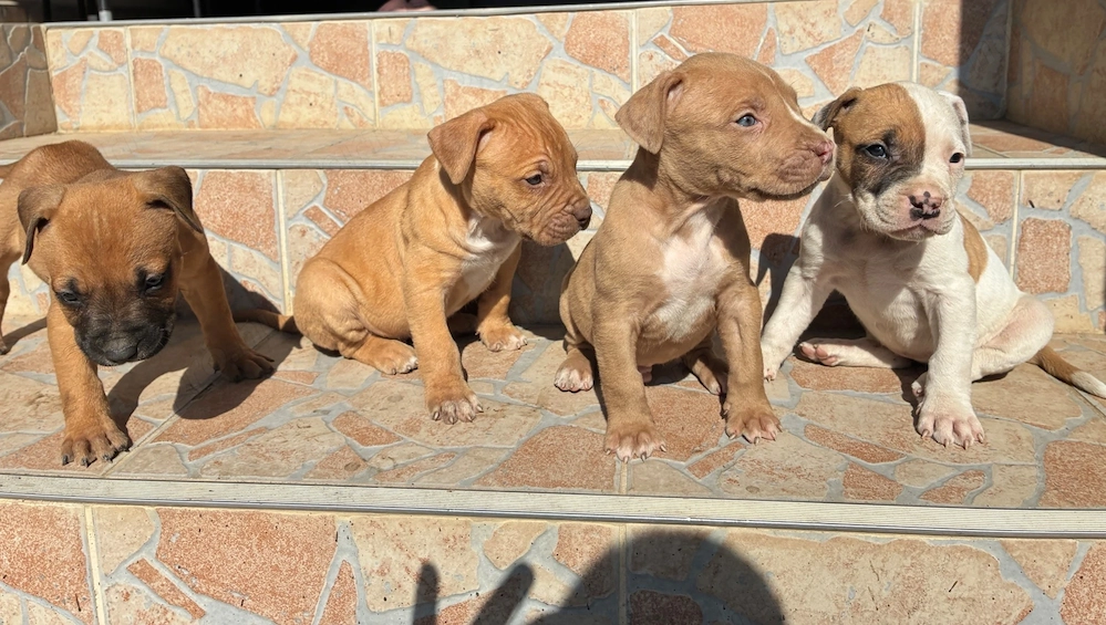 Amerikai staffordshire terrier kiskutyák