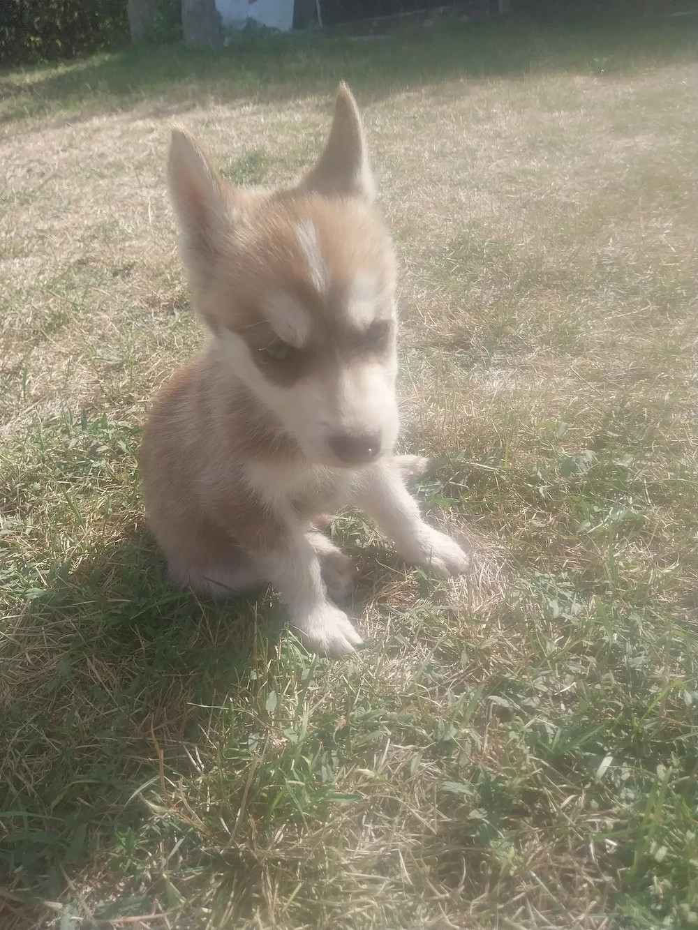 Szibériában husky eladó 