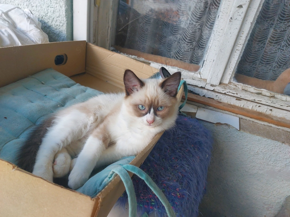 Ragdoll cica eladó