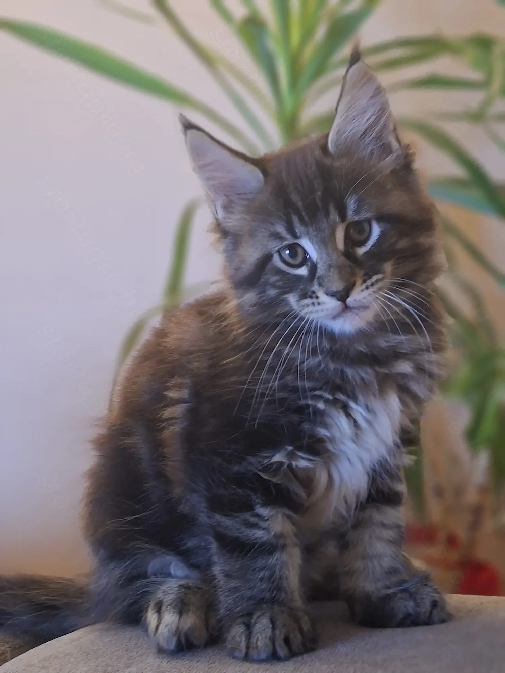 Vaárnapig 85000-ért elvihető. Gyönyörűséges Main Coon kandurka 