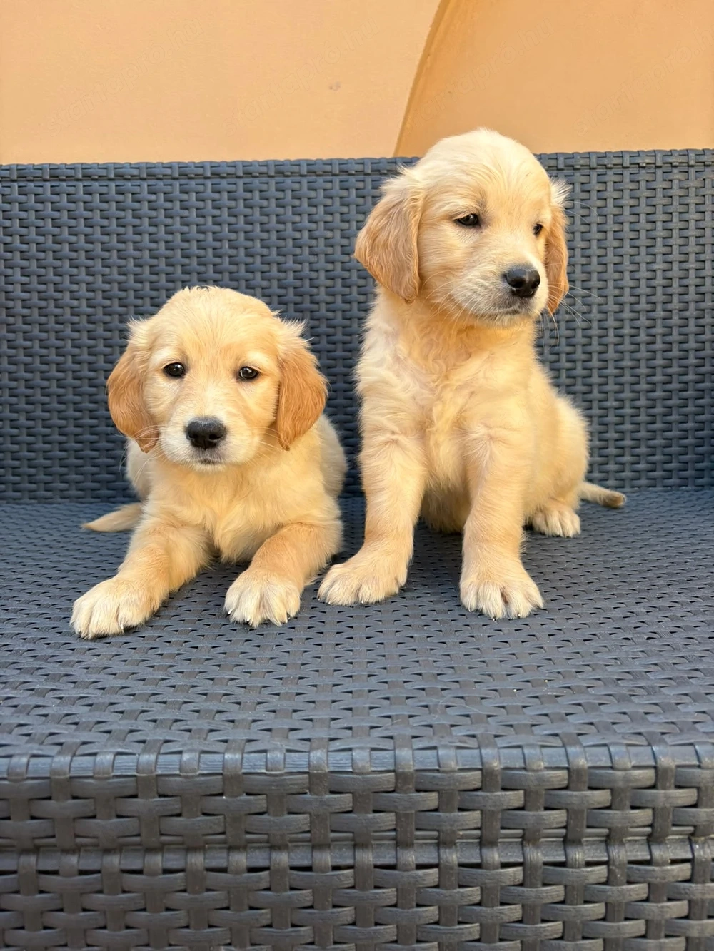Golden Retriever kiskutya