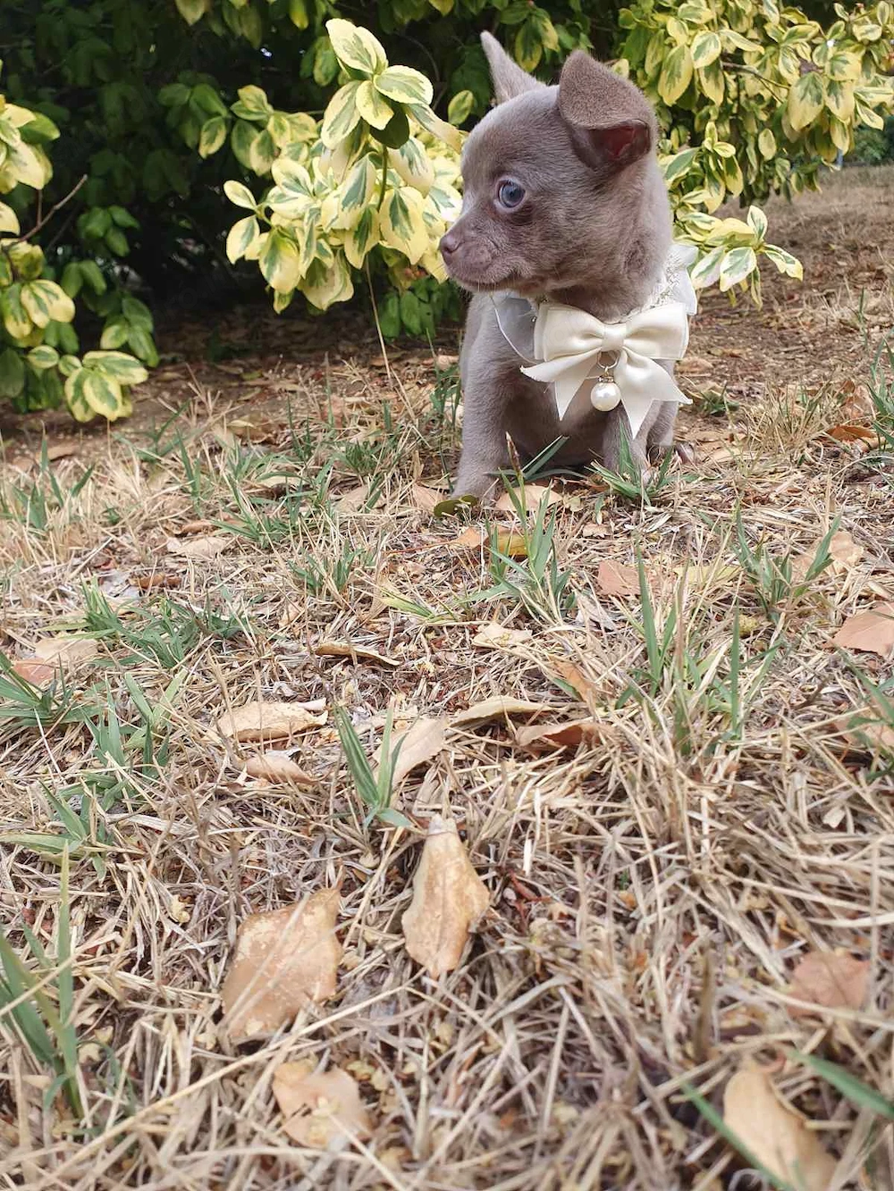 Lila színű csivava Chihuahua kislány 