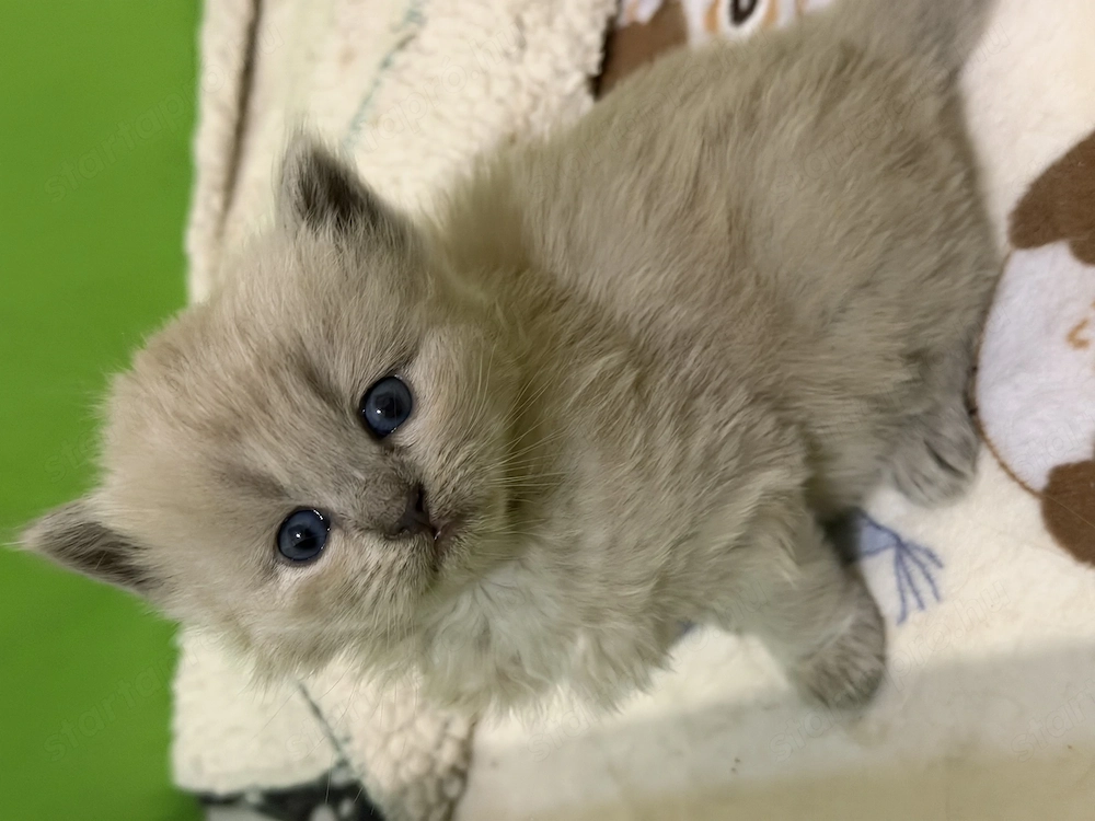  Cherubim Ragdoll Blue mink kislányok