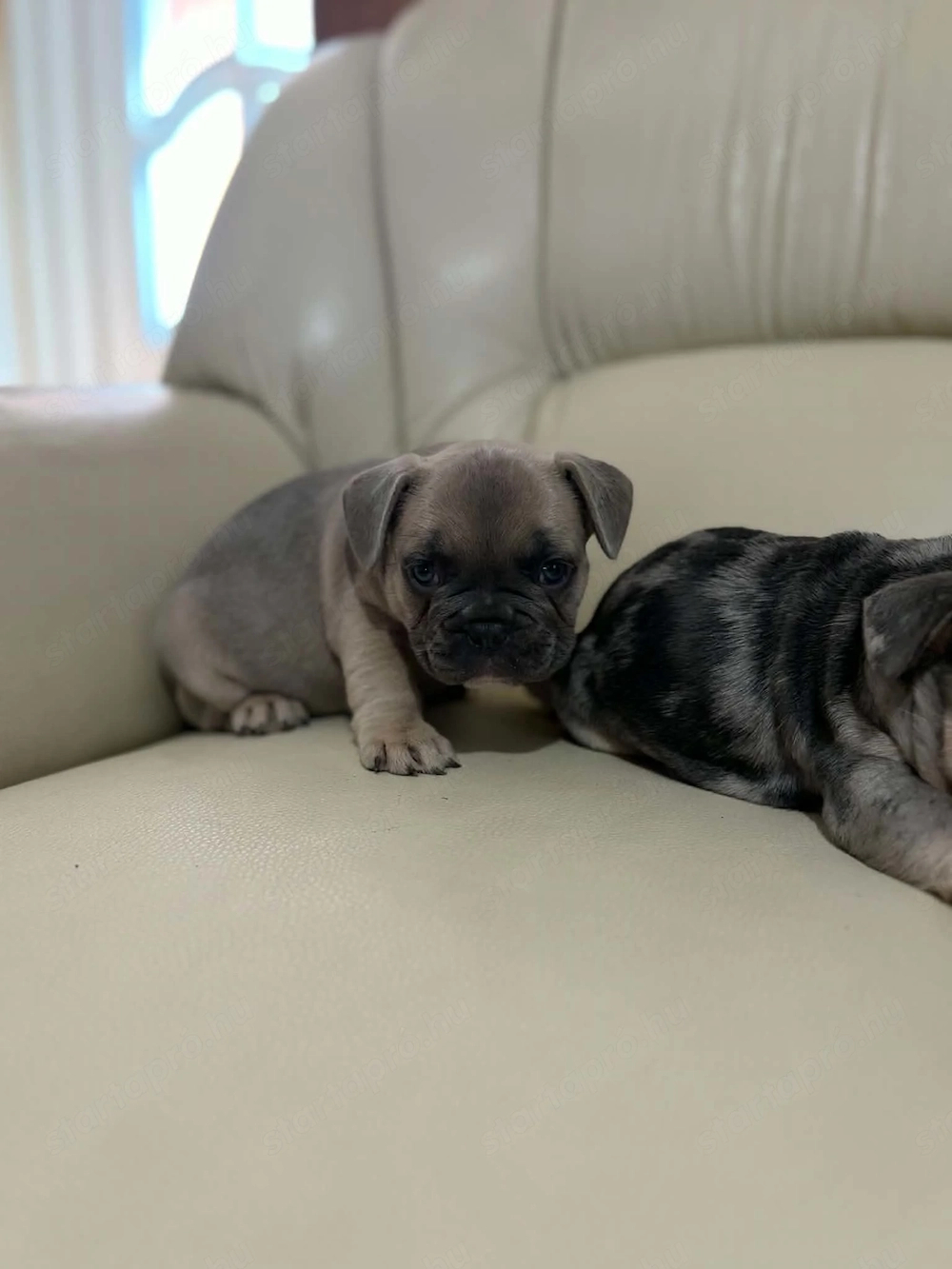 Francia bulldog kiskutyák