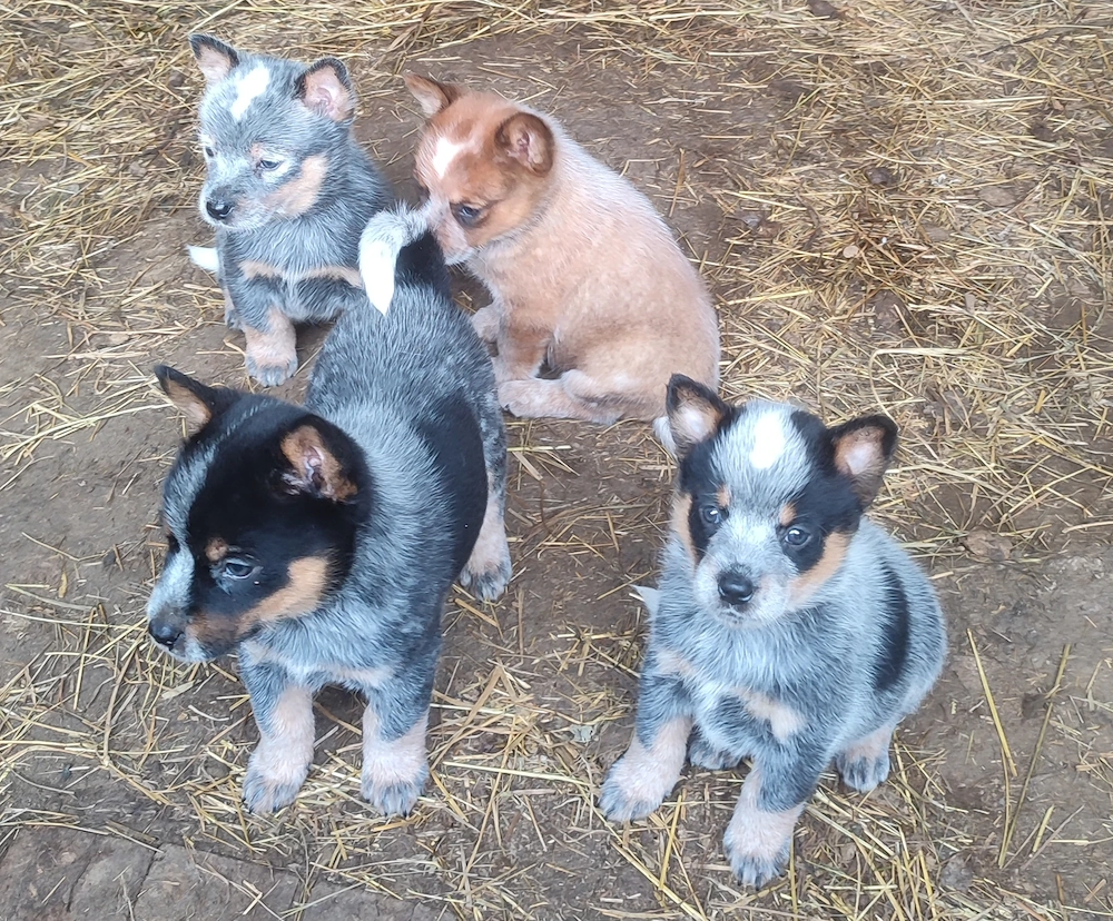 Ausztrál Cattle Dog kiskutyák 