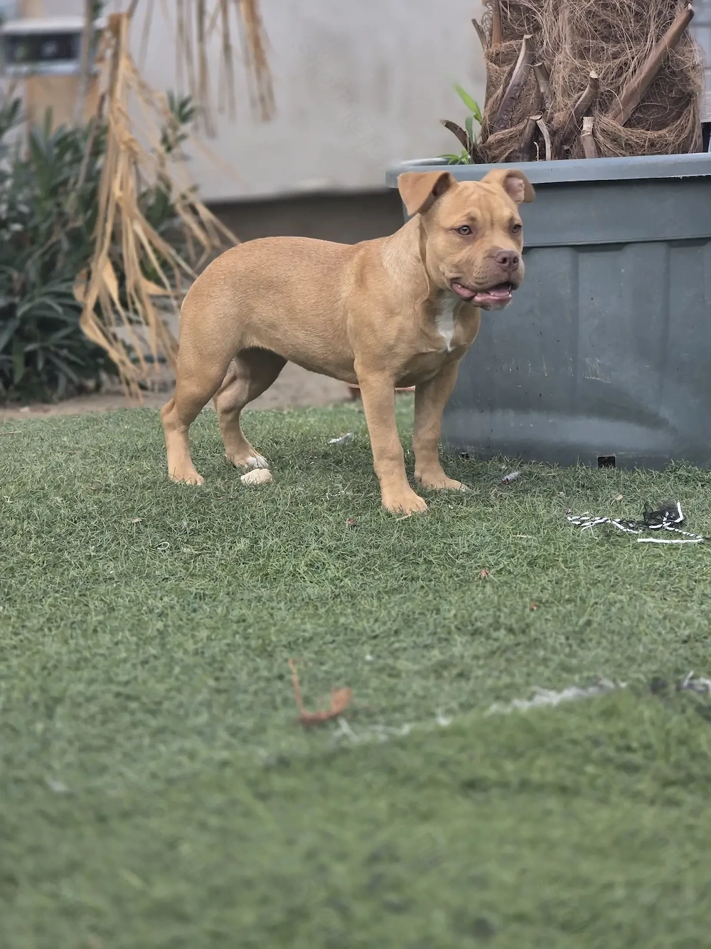 American bully kiskutyák