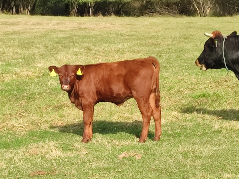 Jersey és Angus borjú
