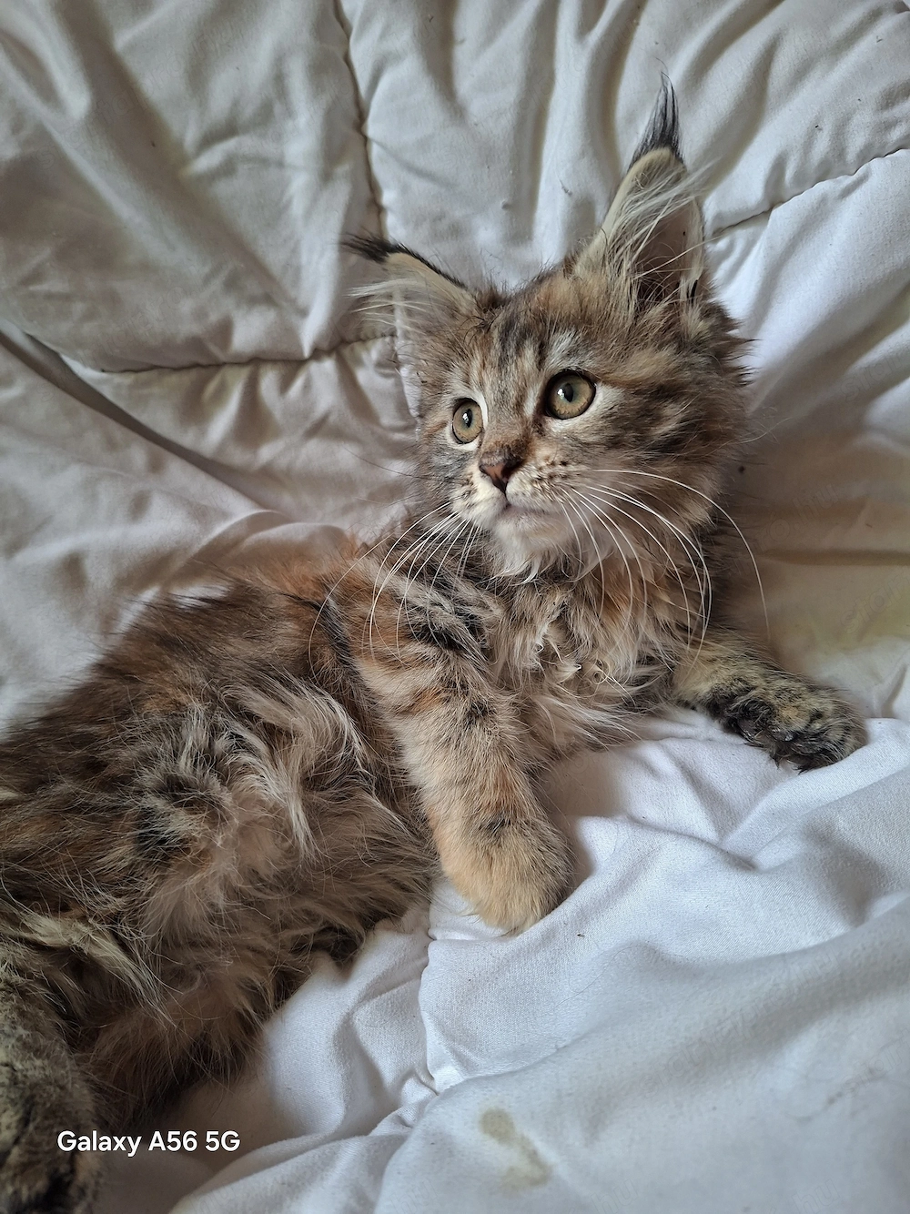 maine coon kislány cica