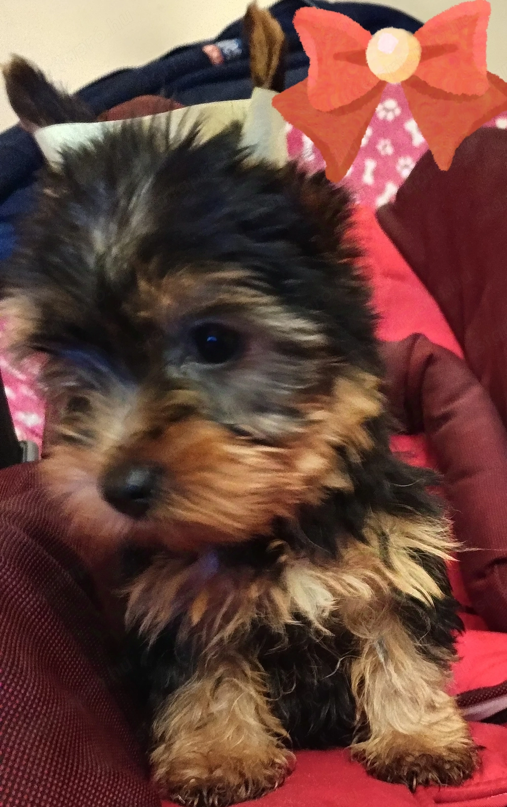 Yorki yorkshire terrier kislány kiskutya