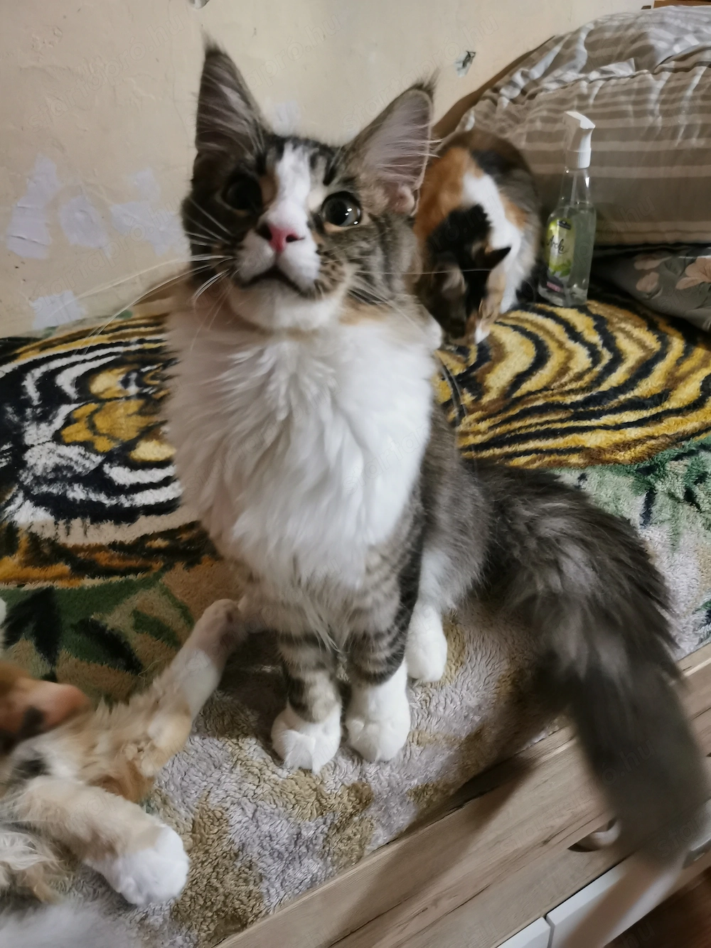 Maine coon 