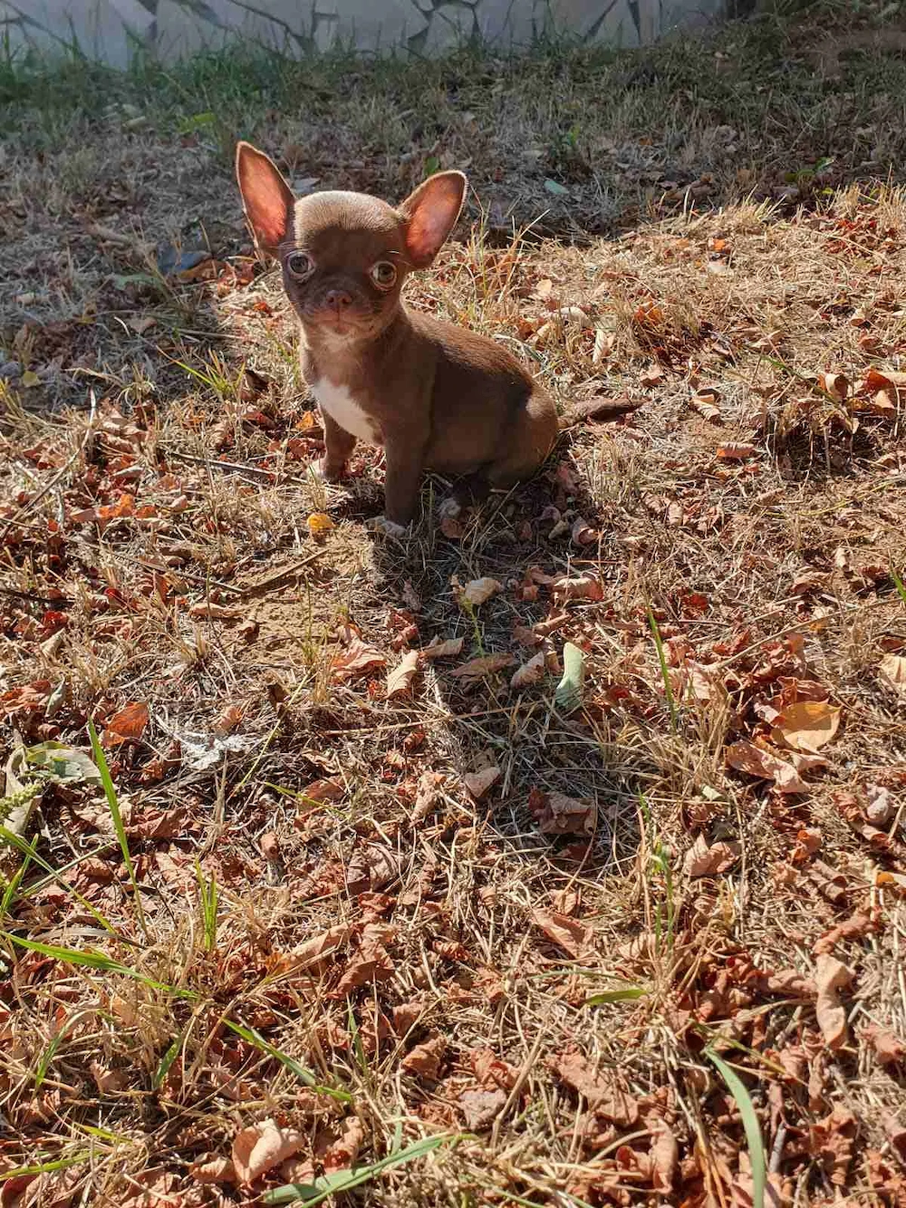 Gyönyörű rövid orrú Törzskönyvezett Chihuahua Csivava kislány 